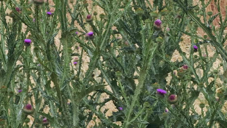 sphinx hummingbird moths visit purple thistle plants to drink nectar