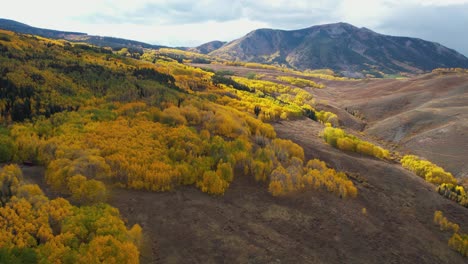 aerial view of fall colors, yellow aspen forest in scenic landscape of colorado usa, drone shot