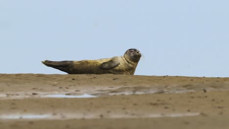 Un-Lindo-Cachorro-De-Foca-Descansa-En-Un-Banco-De-Arena-Cerca-Del-Mar-De-Wadden-En-La-Isla-De-Texel