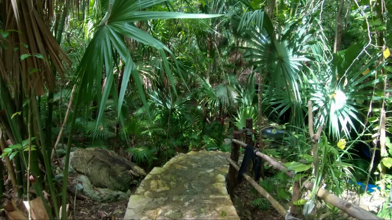 caminando por una hermosa escalera de piedra dentro de una selva tropical que conduce a un gran cenote cavernoso natural dentro de un complejo ecológico con cenotes y vida silvestre en riviera maya, méxico