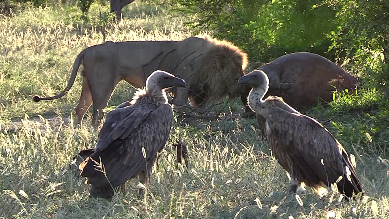 독수리가 전경에서 기다리는 동안 사자가 하마를 잡아먹고 있다