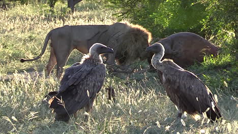 lion feeding on hippo kill while vultures wait in foreground