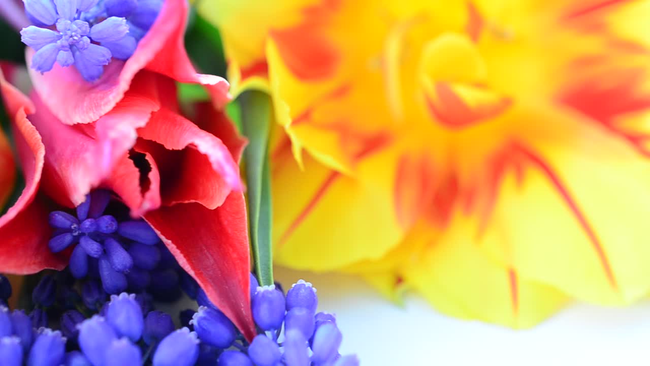 Fotografering af en buket tulipaner. Smukke blomster