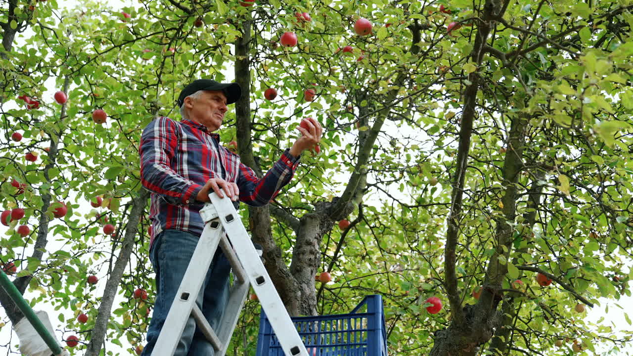 Harvesting season in the apple orchard. Farmer stands on the ladder gathering the fruit. Low angle view.