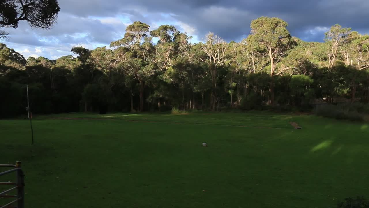 어두운 폭풍 하늘 아래 높은 숲 나무 선에 빛나는  ⁇ 빛,  ⁇  왼쪽 클립