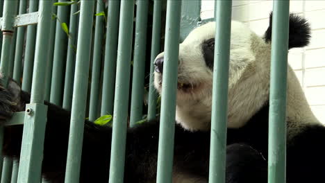 lindo video de un panda comiendo