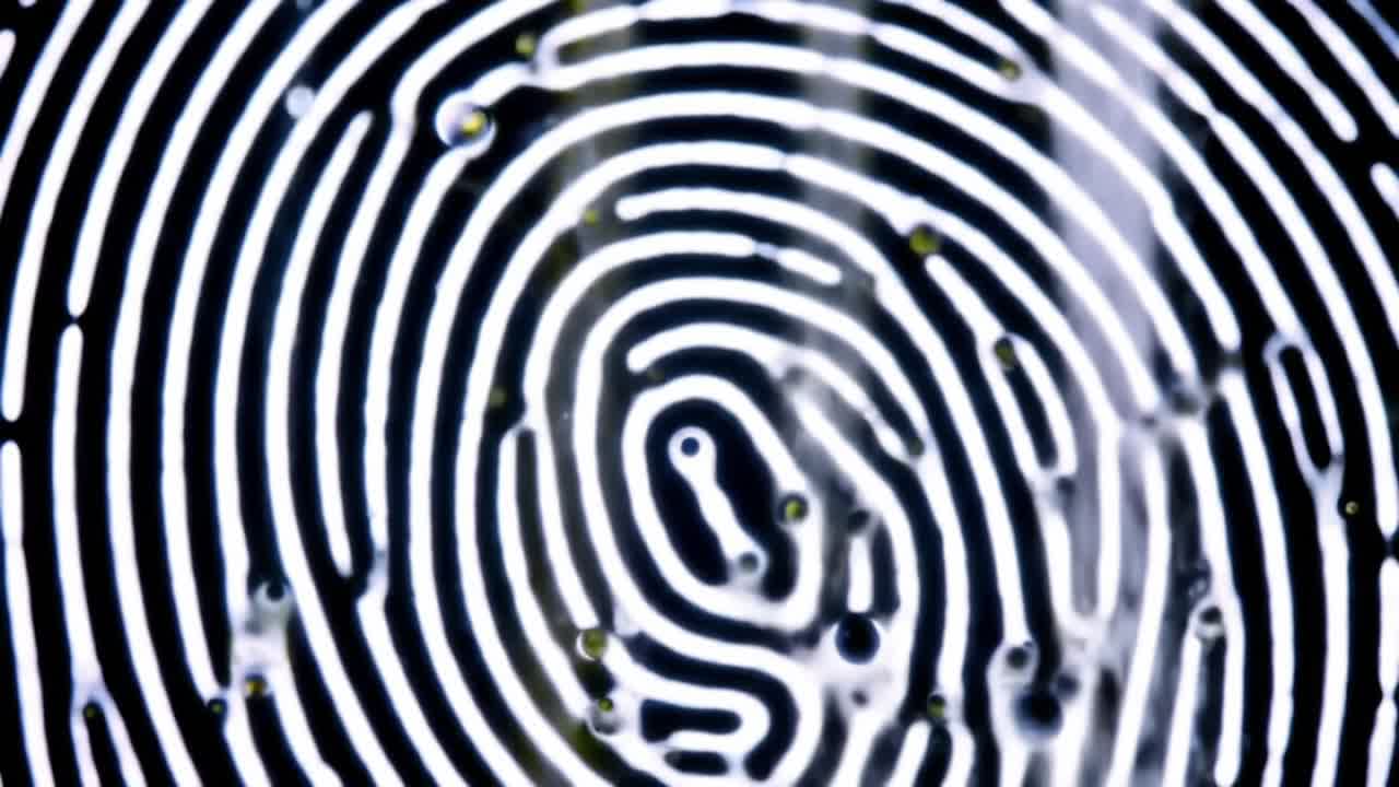 Close-Up Examination of Intricate Fingerprint Patterns Highlighting Unique Swirls and Whorls Captured in High Detail, Showcasing the Complexity of Skin Ridge Configurations