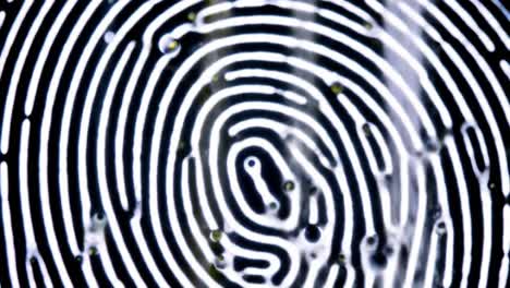 close-up examination of intricate fingerprint patterns highlighting unique swirls and whorls captured in high detail, showcasing the complexity of skin ridge configurations