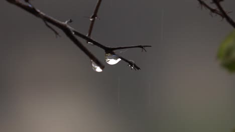 close up of raindrops falling from a branch, drizzling in a dreary day