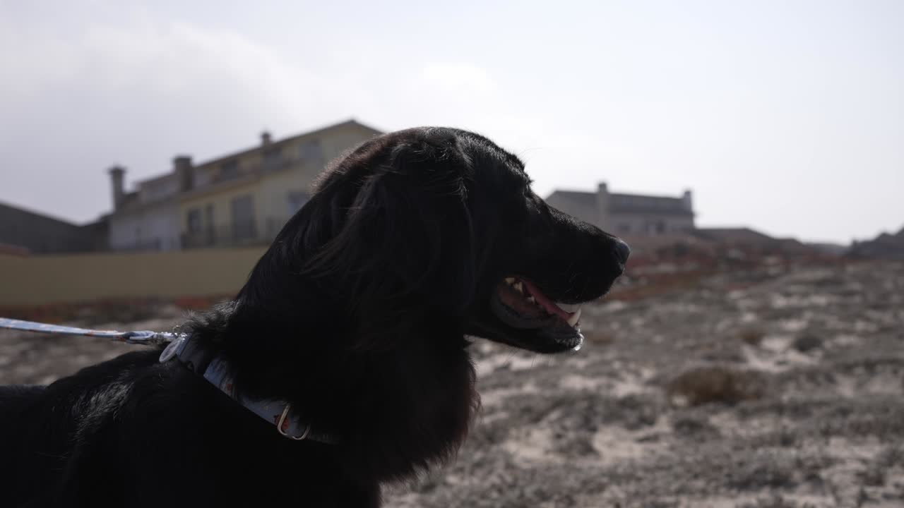 Close up profile portrait black dog outdoors on leash sunny background