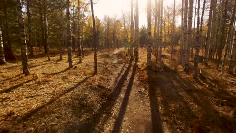 aéreo, drone, baja altitud, volando entre árboles, cerca de troncos de árboles a lo largo de un sendero forestal, asta de bandera, arizona