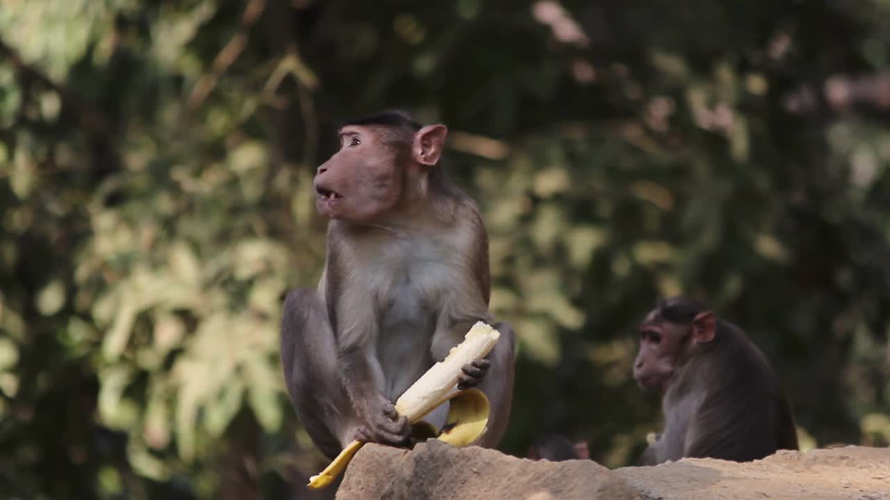 Bonnet Macaque - Macaca Radiata Or Zati hungry sitting on rock and eating banana. a young hungry Indian monkey eating banana given by tourists in jungle video background in full HD