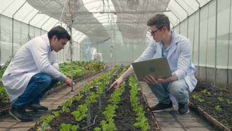 dos ingenieros de biotecnología que sostienen una lupa y miran las hojas de verduras en la granja hidroponica para la enfermedad