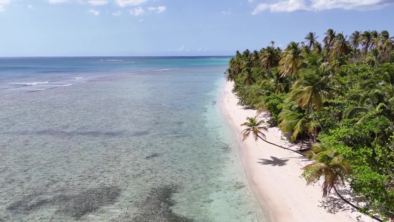 Ripresa aerea a bassa quota con tracking che sorvola la stretta striscia di sabbia della penisola di Pigeon Point, coperta da fitte palme. Paesaggio naturale selvaggio tropicale sull'isola di Tobago