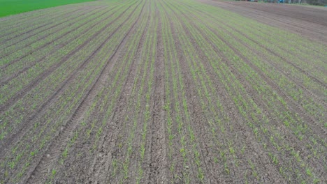 Aerial-view-of-green-sprouts-of-garlic-in-long-furrows,-Latvian-agriculture