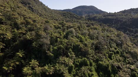 dolly aéreo volando hacia el denso bosque de nueva zelanda cerca del lago tarawera
