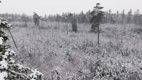 Aerial-view-of-a-snowy-forest-in-northern-germany