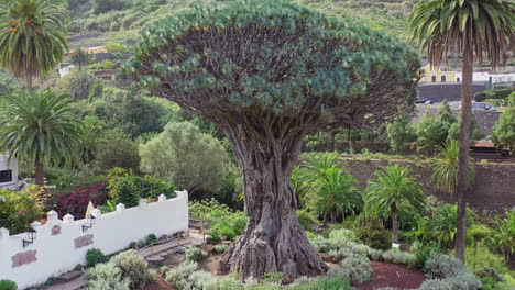 El-Drago-Milenario,-the-oldest-specimen-of-the-Dragon-tree,-dracaena-draco,-on-the-island-of-Tenerife,-Spain,-surrounded-by-tall-palms,-standing-next-to-a-white-wall,-tilt-aerial-shot-4K