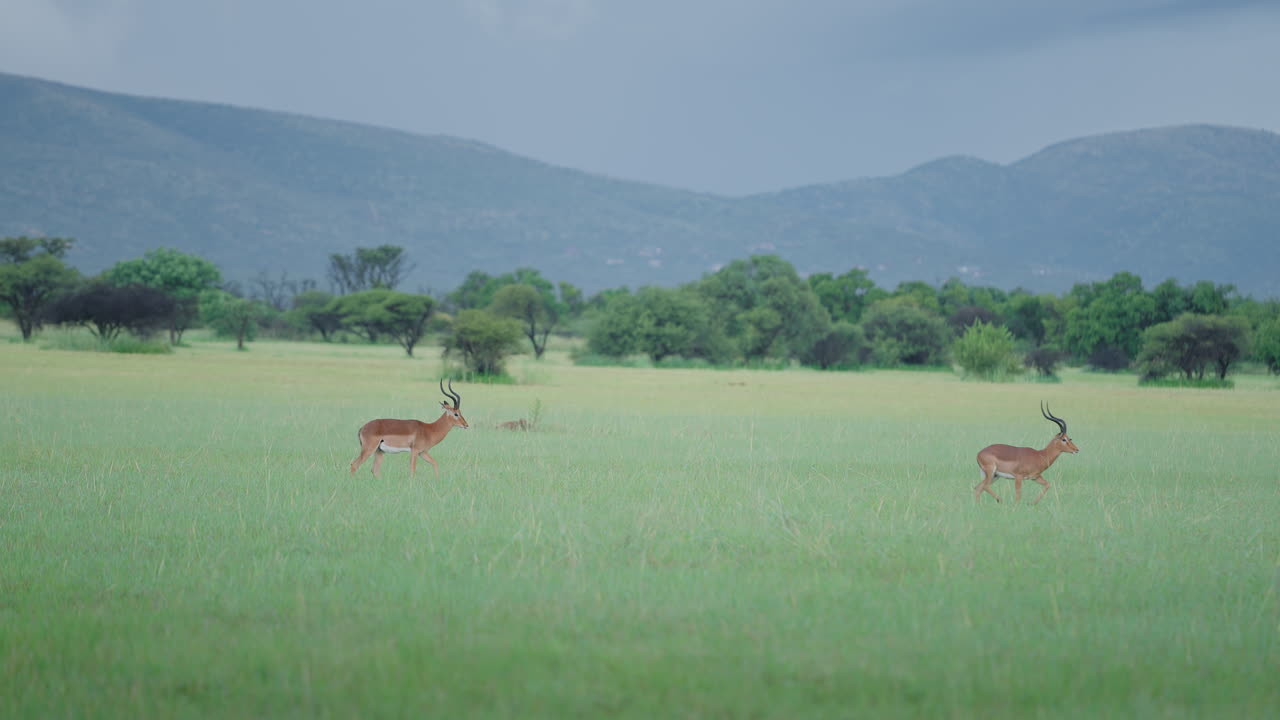 Impalas in the African Savanna