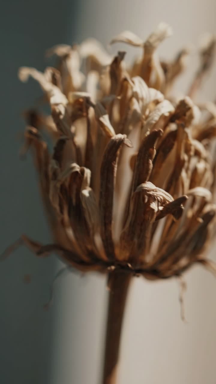 Close-up of a dried flower with soft lighting, captured from a low angle