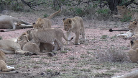 Three-lion-cubs-approach-mom-for-a-snack,-one-leaves-unfulfilled