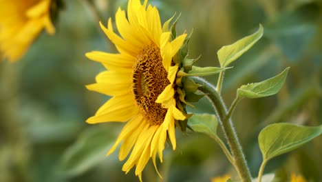 Sunflower-blossoms-in-close-up-evening-golden-hour-light
