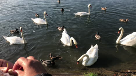 alimentación de patos y cisnes perspectiva personal