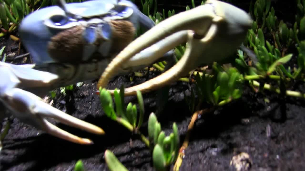 게는 해안에 카메라에서 후퇴