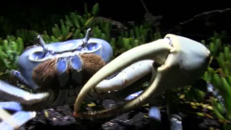 a crab retreats from the camera on shore