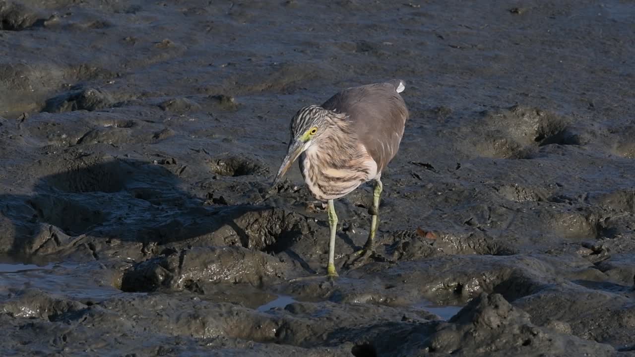 una de las garzas de estanque encontradas en tailandia que muestran diferentes plumajes según la temporada