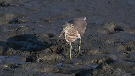 One-of-the-Pond-Herons-found-in-Thailand-which-display-different-plumages-according-to-season