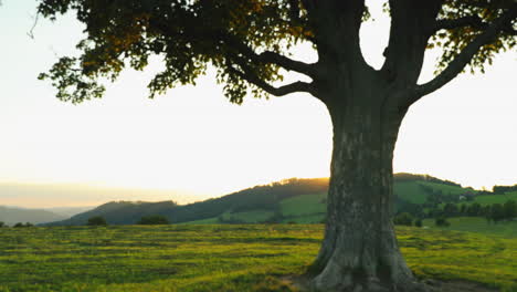 A panoramic view of a tree trunk on a flying, fly and insects on the side of the trunk that is heavily lit by a sunny rays tree is on top of a hill overlooking the surrounding nature