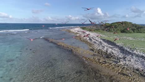 flamingos fly in los roques, caribbean , venezuela. great beach scene. fantastic landscape. of cankys island