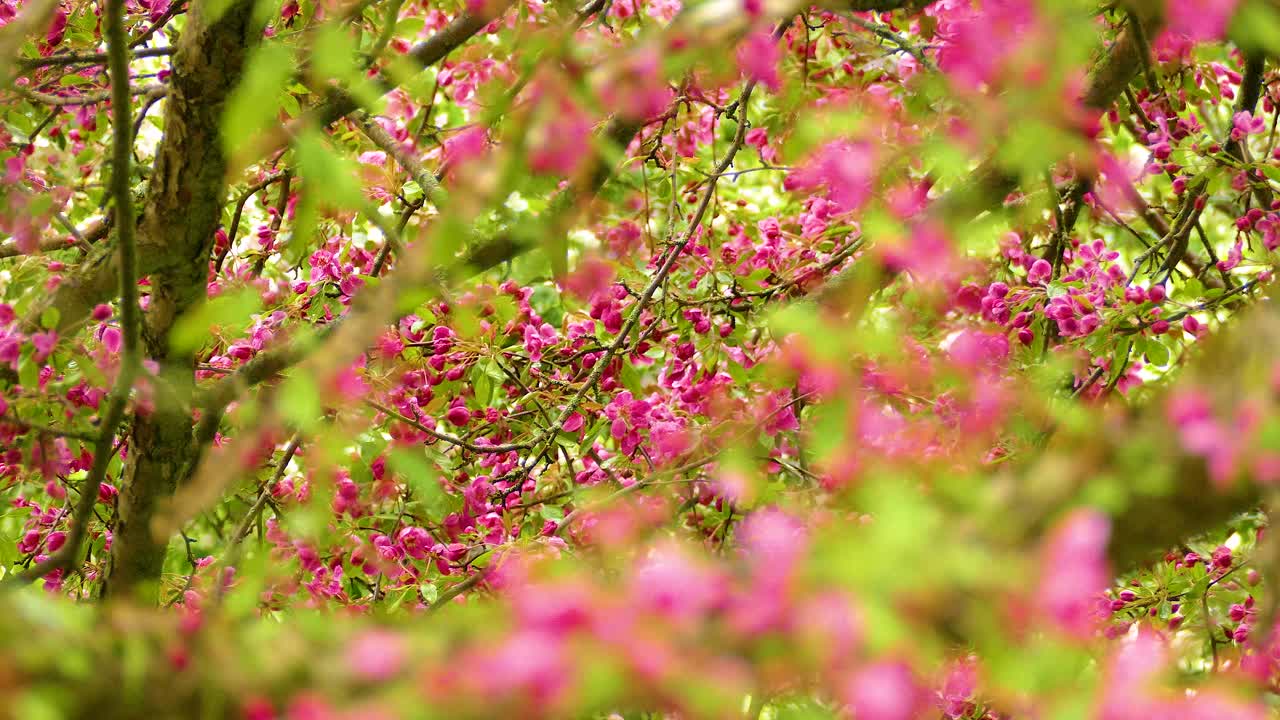 Spring in Ontario. Bird watching in full bloom. Canada