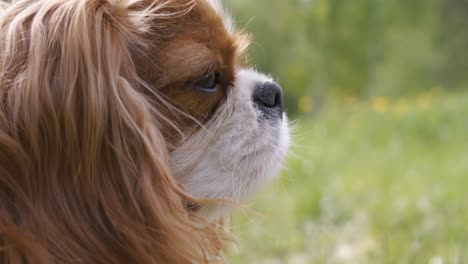 cavalier king charles spaniel. shot on super slow motion camera 1000 fps.