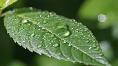 gotas de rocío en una hoja