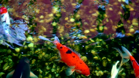 koi fish or amur carp fish swimming in pond. it more specifically nishikigoi and colored varieties of carp in outdoor in pond and water garden.