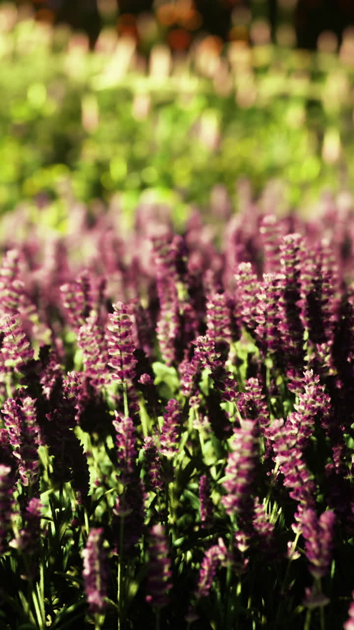 Vibrant lavender field blooms under the golden sun in springtime beauty