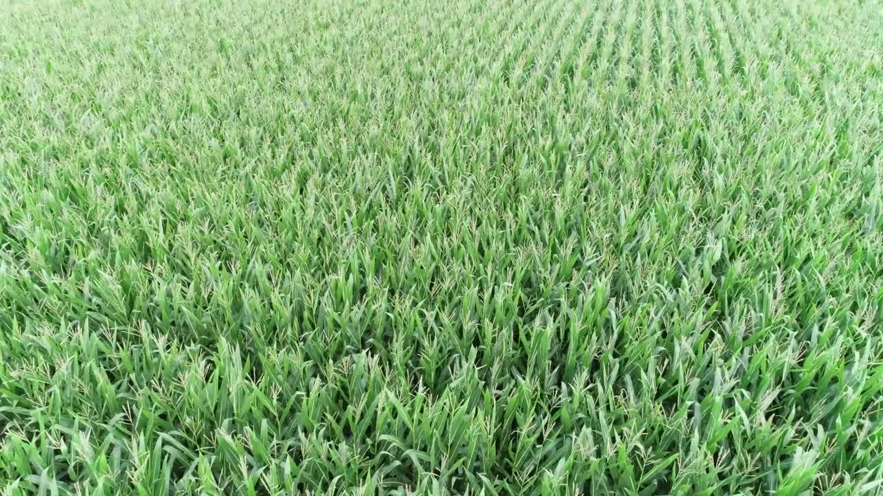 Ripresa aerea con drone di grano in crescita in un campo agricolo.