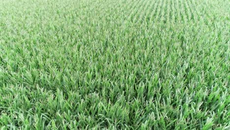 toma de drone del cultivo del trigo en las tierras de cultivo