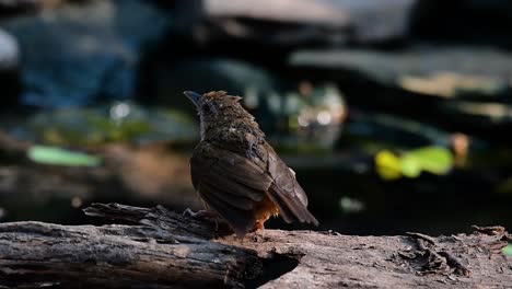 the abbot’s babbler is found in the himalayas to south asia and the southeast asia