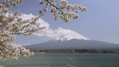 locked off tripod shot over lake kawaguchiko with speedboat, mt. fuji and sakura