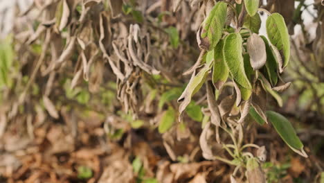 dry and green leaves of the salvia officinalis plant in the garden during late winter - close up, selective focus shot