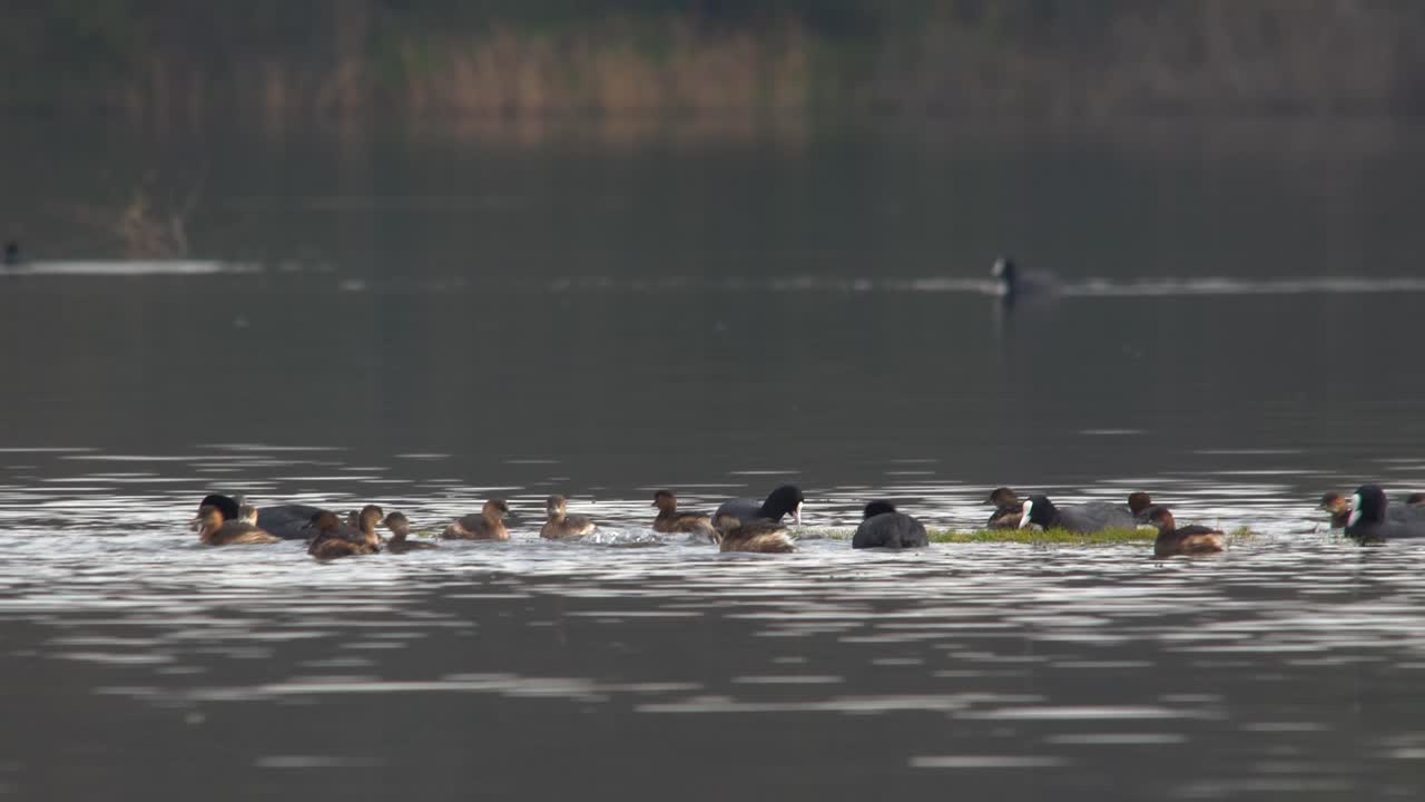 얕은 호수 물에서 수영하고 풀을 먹이는 유라시아 물닭과 아기 오리