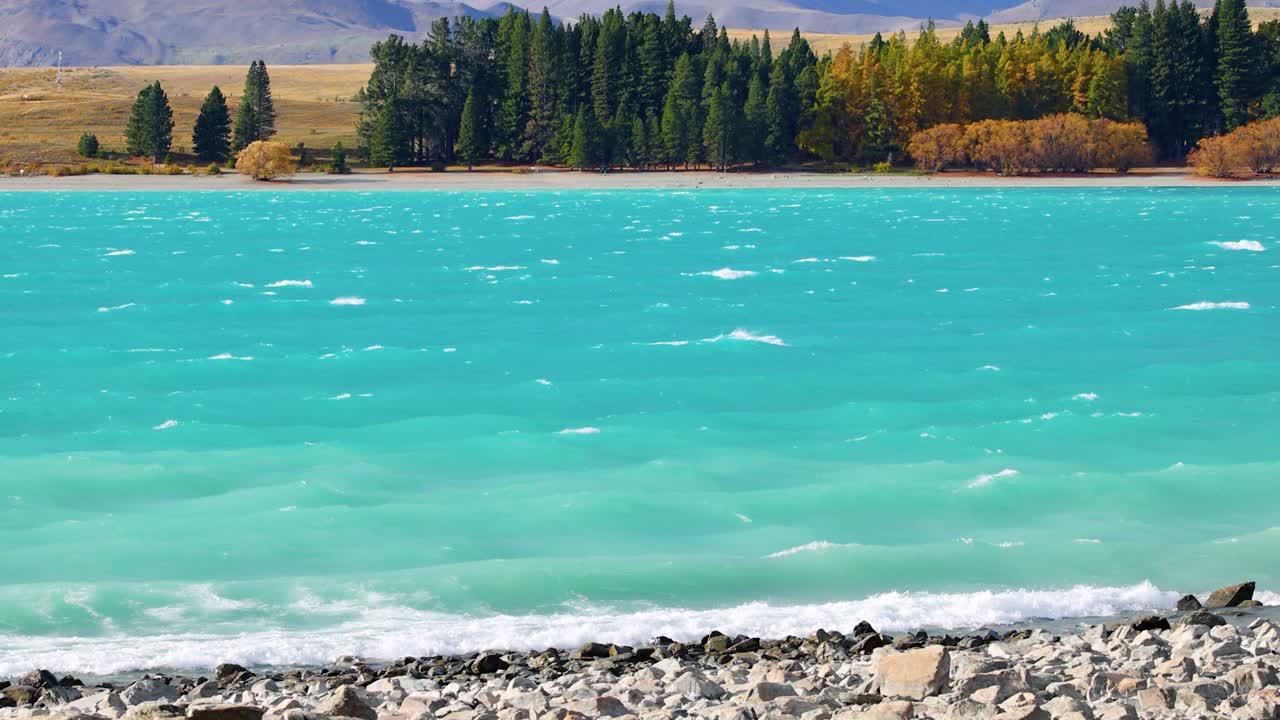Wide shot of Lake Tekapo’s turquoise water, rocky shoreline, and autumn pine trees under bright daylight. Subtle camera movement creates a tranquil, natural atmosphere