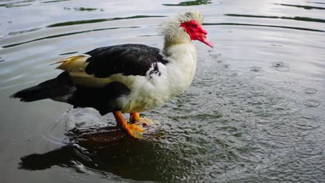 duck bathing in lake at piedmont park atlanta