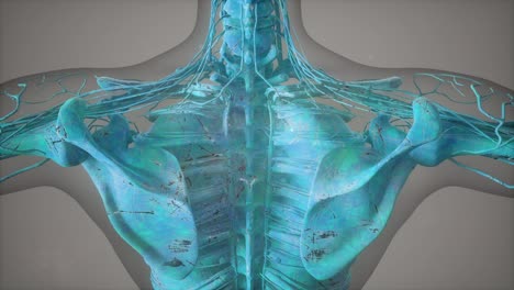 Complete-close-up-view-of-the-Skeletal-System-with-transparent-body