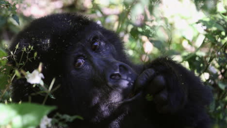 Large-female-gorilla-licking-finger-and-watching-tourists,-Uganda