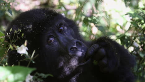 gran gorila hembra lamiendo el dedo y mirando a los turistas, uganda