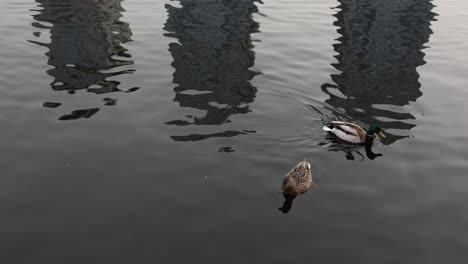 ducks on a river with reflections of buildings